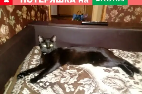 Пропал кот на Свердлова 27, Балаково