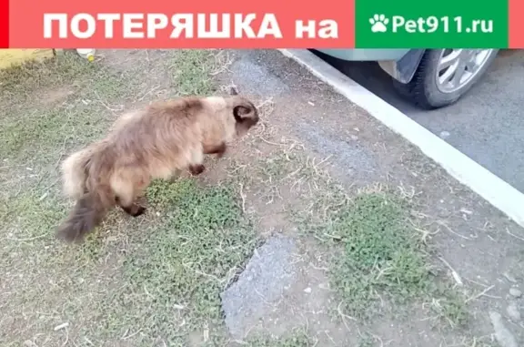 Пропала кошка Петрович в Сибае, вознаграждение.