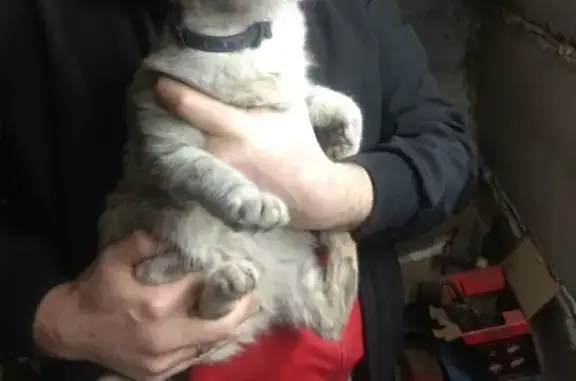 Найдена кошка на ул. Катунской, Горно-Алтайск