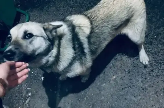 Найдена собака по ул. Н.Островского