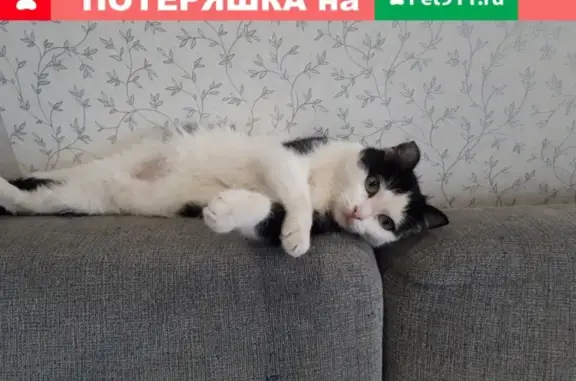 Найдена кошка в Новокузнецке!