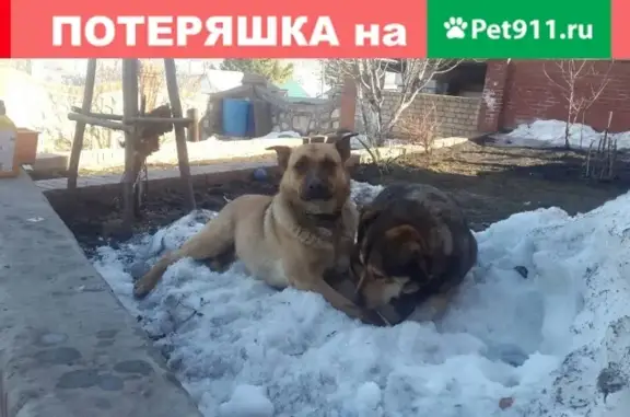 Пропала рыжая собака в Жигулевске!