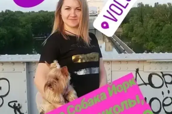 Пропала собака Йорк в Волгодонске