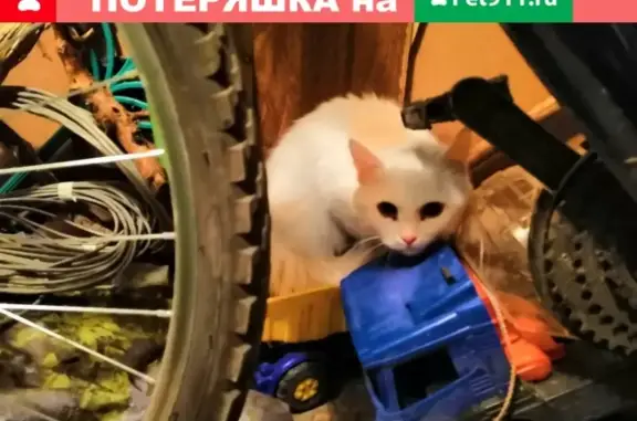 Найдена кошка в Первомайском доме, ищем хозяина