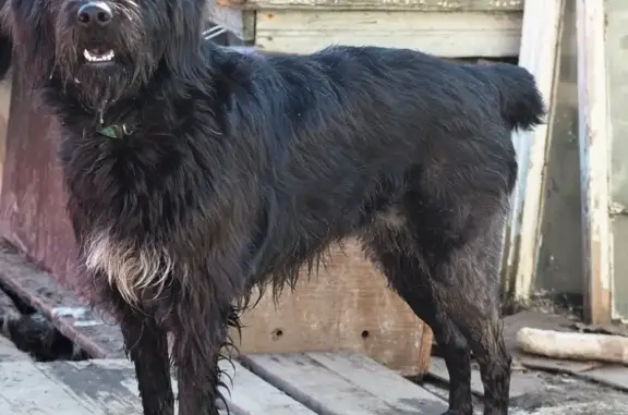 Пропала собака Дита, Ульяновское шоссе