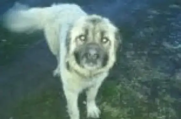 Найден Кавказец: потерявшийся пес в Кургане