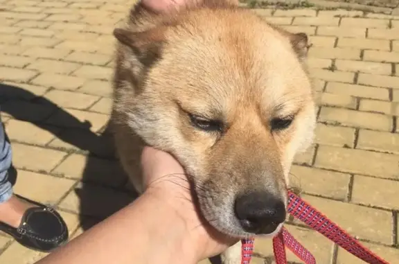 Найдена собака в Пушкинском районе