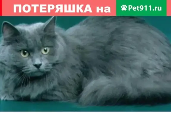 Пропала кошка с белым пятном в Пермском крае