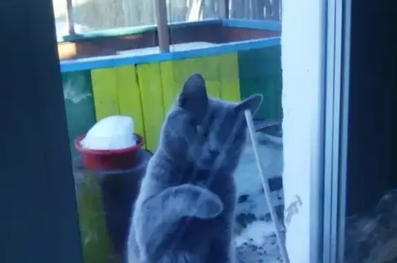 Пропал кот в районе пульсометра, Иланский, Красноярский край