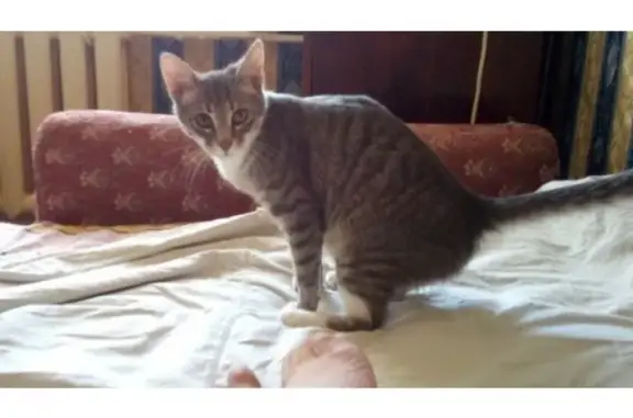 Кошки потеряшки, Смоленск, фото: Потеряшка кошка на ул. Энгельса, д. 3, район Красного креста.