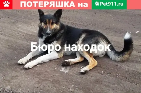 Собака ищет хозяина в Новодвинске, в опасности!