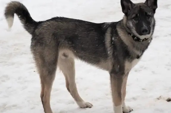 Пропала собака метис лайки в Ульяновке, серый окрас, белые кончик хвоста и лапы.