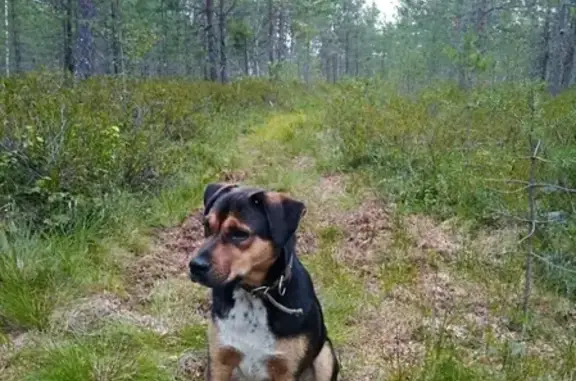 Пропала собака Жора в Тихвинском районе