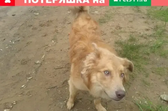 Пропала собака в Великом Новгороде, Щусева