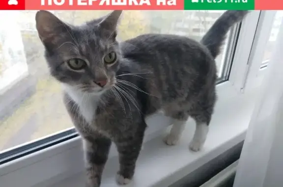 Пропал кот с ошейником в Вяхтелево, Ленобласть.