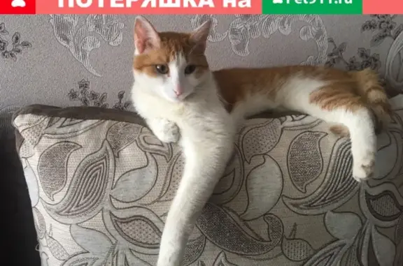 Кошки потеряшки, Новосибирск, фото: Потеряшка кот Кузя в Гвардейском