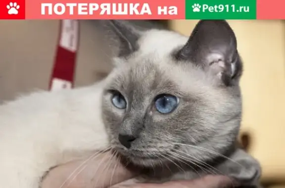 Пропал кот Михал, мкр Александровский, Липецкая область