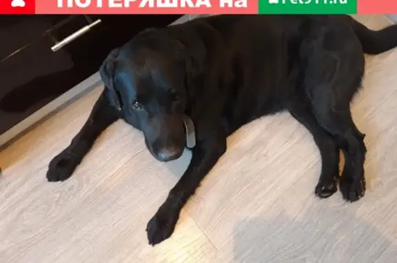 Найдена собака в Челябинске