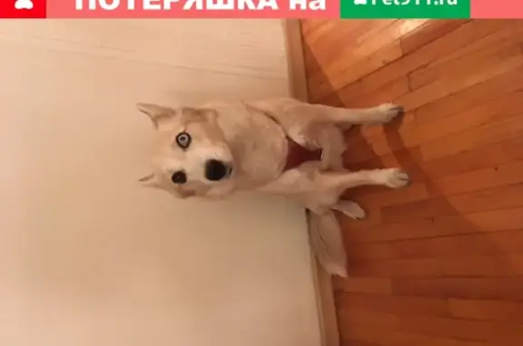 Собаки потеряшки, Москва, фото: Потеряшка собака у Пятерочки на Малой Филевской (Москва)