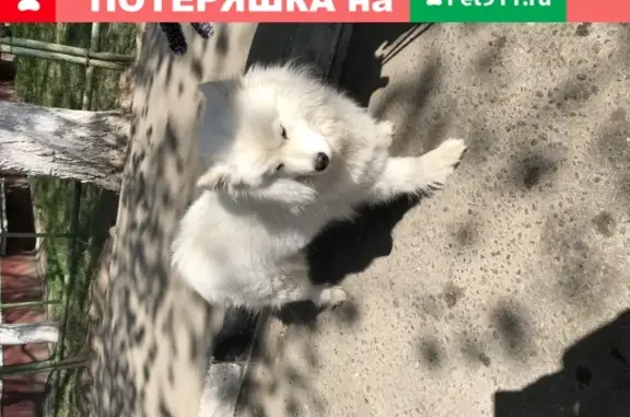 Найден щенок самоеда в микрорайоне Подольск