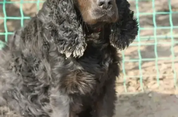 Найдена собака в Воронеже, ищем старого хозяина!