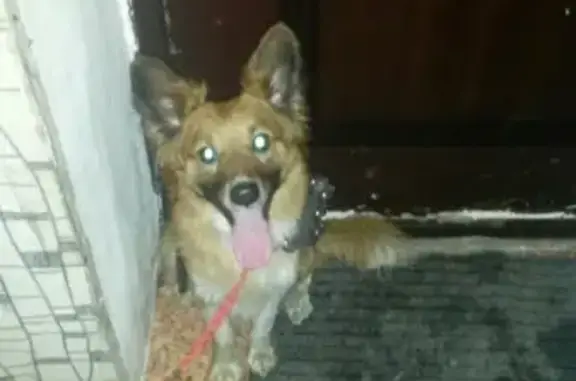 Найдена рыжая собака в Челябинске