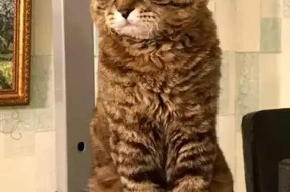 Кошки потеряшки, Москва, фото: Потеряшка кот на Шоссе Энтузиастов 74/2, Москва #кличрегион77_50