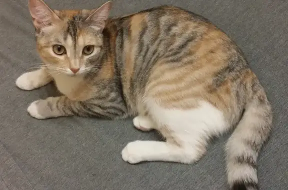 Кошки потеряшки, Тольятти, фото: Потеряшка кошка с Туполева 2 в Тольятти