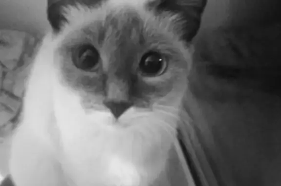 Пропала кошка Ника в Магнитогорске #потеряшка@zoo_mgn