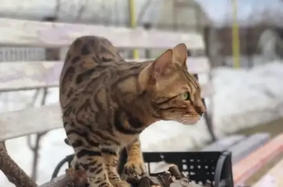 Кошки потеряшки, Тольятти, фото: Потеряшка кошка Буся в Тольятти, поселок Приморский