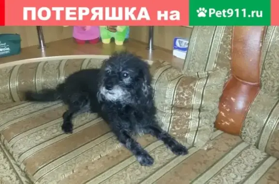 Пропала собака Дейзи на Хороводной улице в Казани