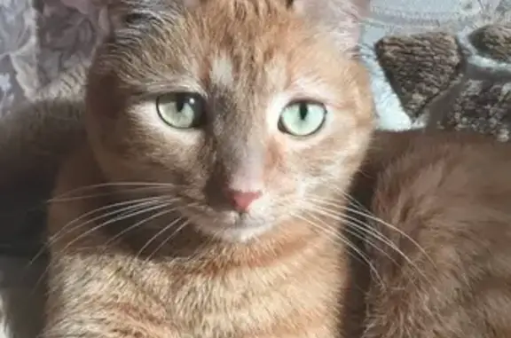 Потерянные животные Ярославль, фото: Пропала кошка в Ярославле, ул. Громова, д. 8