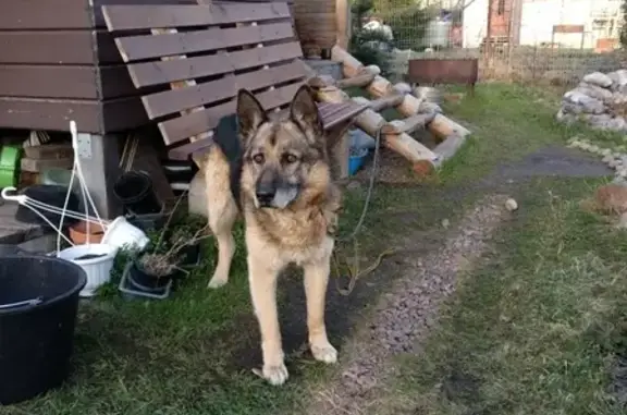 Найдена собака в Рахье.