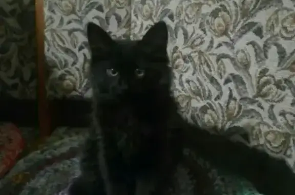 Кошки потеряшки, Дзержинск, фото: Потеряшка котенок в Дзержинске, пр-т Циолковского 100