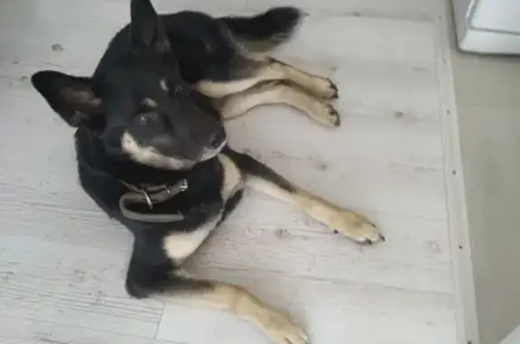 Найдена собака на улице Щусева-Колмовская