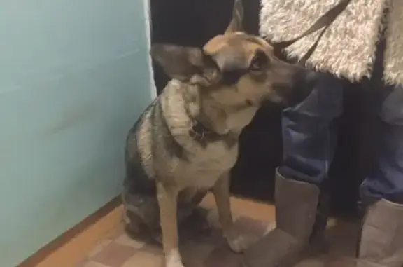 Найдена собака в районе Героев Хасана, Пермь