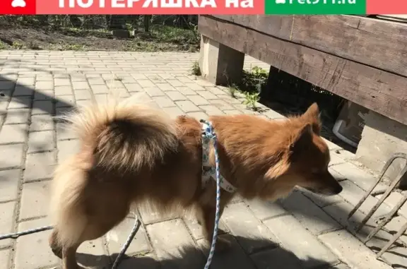 Найдена рыжая собака на МКАДе, адрес: деревня Малые Вязёмы, 73