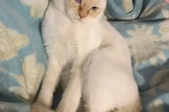 Кошки потеряшки, село Пластунка, фото: Потеряшка кот в Пластунке на ул. Леселидзе