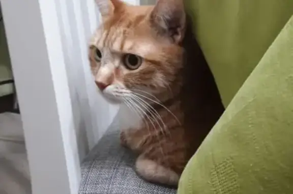 Кошки потеряшки, Москва, фото: Потеряшка кошка Рыжик с ошейником в Заворово, Московская область