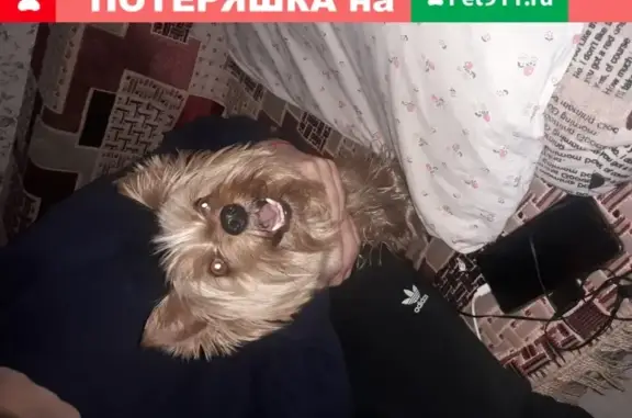 Собака Йорик найдена в Красногорске.