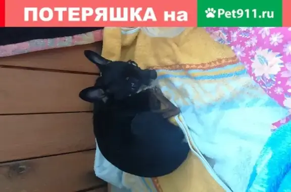 Собака Тойтерьер найдена в Томске, Ленинский район