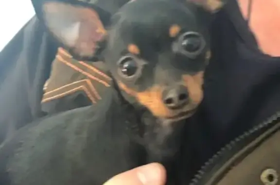 Найденные животные Калининград, фото: Найдена собака в Калининграде, ищем хозяев!