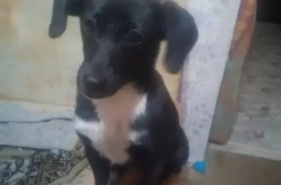 Пропала собака Дина у нефтебазы в Канске