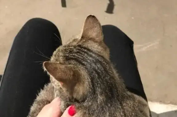 Найдена домашняя кошка в Щёлково
