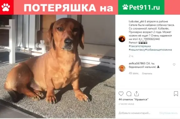 Собачка такса со сломанной лапкой найдена в Якутске