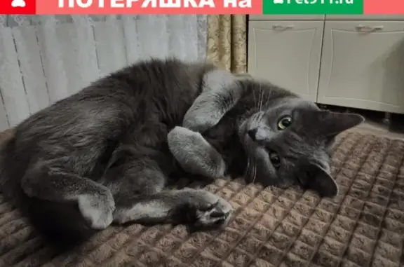 Пропал кот на Гагарина 61, Грязовец