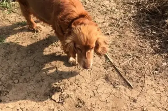 Найдена собака в Волгодонске, ищем хозяев.