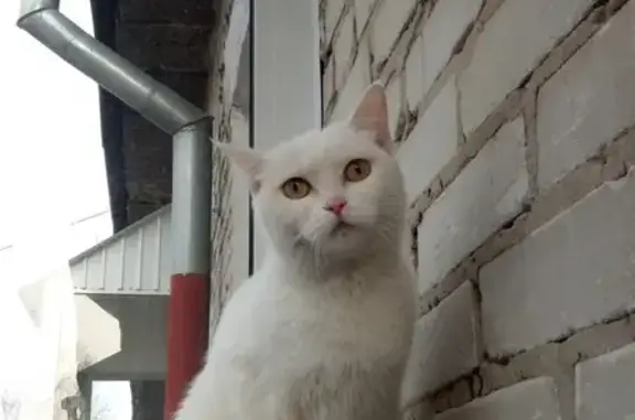 Найдена белая кошка в г. Томск