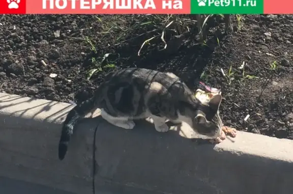 Найдена кошка на ул. Декабристов, 1