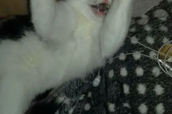 Потерянные животные Курган, фото: Пропала кошка на Чернореченской 119